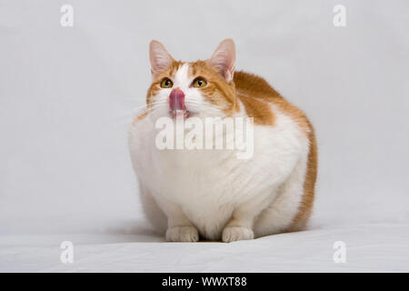 Fett weiß mit orange Katze leckt Nase und aufblickt, isoliert auf weiss Stockfoto