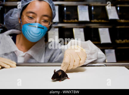 Eine weibliche orientalische Wissenschaftler aus Latex Handschuhe und eine blaue Maske mit einem niedlichen schwarz C57BL/6 Mäusen in Ihren Händen Stockfoto