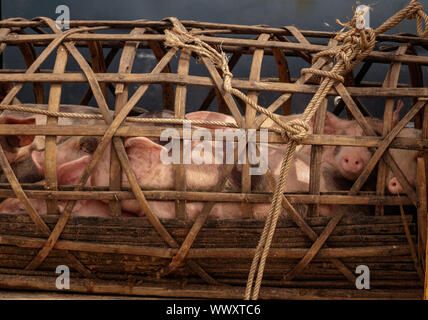 Ferkel zum Markt in einem Weidenkorb in Asien getroffen werden Stockfoto