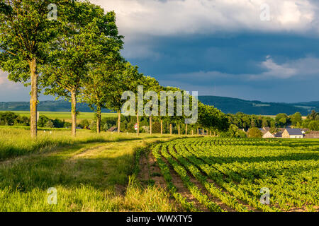 Reihen von jungen grünen Pflanzen auf ein fruchtbares Feld mit dunklen Boden in warmer Sonnenschein unter dramatischen Himmel Stockfoto