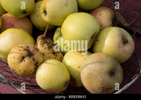 Äpfel, gefallenen Früchte Stockfoto