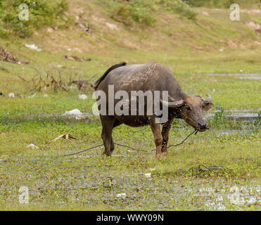 Wasserbüffel in einem ländlichen Dorf Fluss in Kambodscha Stockfoto