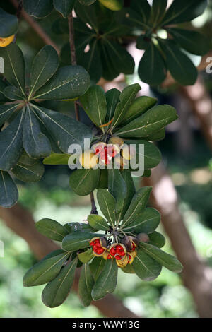 Australische Lorbeer, Japanische pittosporum, mock orange, Japanisch cheesewood (Pittosporum tobira) Stockfoto