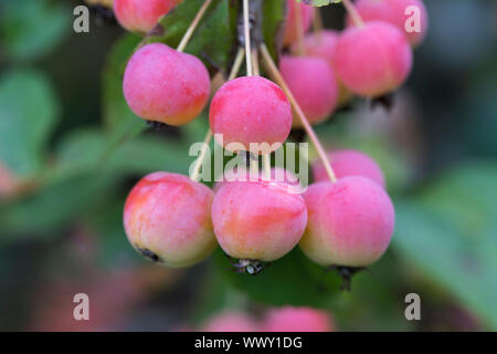 Dekorative Äpfel im Herbst, ornamentalen Äpfel, Deutschland, Europa Stockfoto