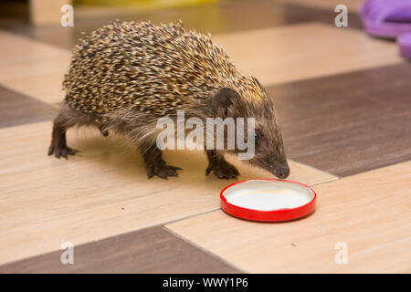 Igel kletterte ins Haus und fand eine Kappe mit Milch Stockfoto