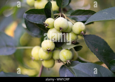 Dekorative Äpfel im Herbst, ornamentalen Äpfel, Deutschland, Europa Stockfoto