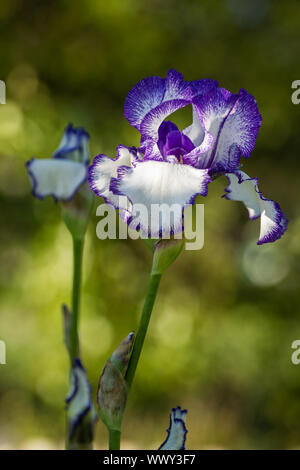 Blume der Iris im Garten in das Licht der untergehenden Sonne Stockfoto