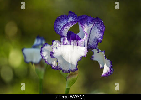 Blume der Iris im Garten in das Licht der untergehenden Sonne Stockfoto