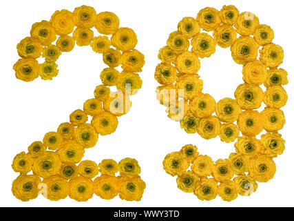 Arabische Zahlen 29, 29, von gelben Blumen der Hahnenfuß, auf weißem Hintergrund Stockfoto