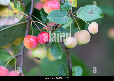 Dekorative Äpfel im Herbst, ornamentalen Äpfel, Deutschland, Europa Stockfoto