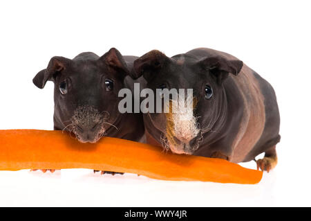 Skinny Meerschweinchen mit Karotte auf weißem Hintergrund Stockfoto