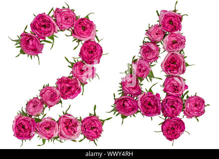 Arabische Zahlen 24, 24, von roten Blüten der Rose, auf weißem Hintergrund Stockfoto