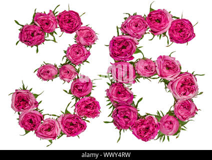Arabische Zahlen 36, 36, von roten Blüten der Rose, auf weißem Hintergrund Stockfoto