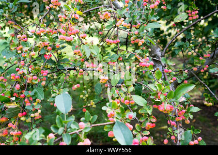 Dekorative Äpfel im Herbst, ornamentalen Äpfel, Deutschland, Europa Stockfoto