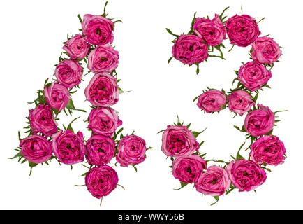 Arabische Zahlen 43, 43, von roten Blüten der Rose, auf weißem Hintergrund Stockfoto