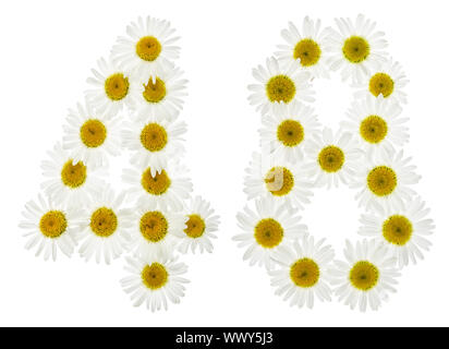 Arabische Zahlen 48, 48, von den weißen Blüten der Kamille, auf weißem Hintergrund Stockfoto