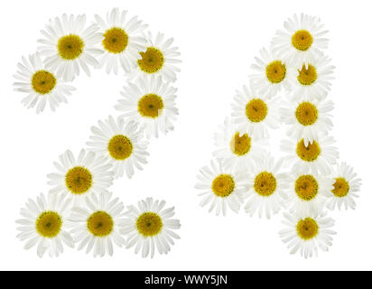 Arabische Zahlen 24, 24, von den weißen Blüten der Kamille, auf weißem Hintergrund Stockfoto