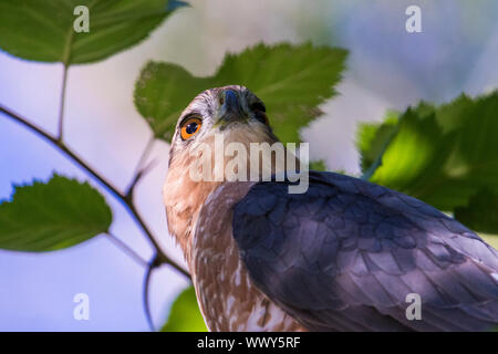 Nach Cooper's Habicht (Accipiter cooperii) portrait Stockfoto