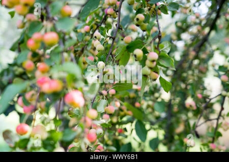Dekorative Äpfel im Herbst, ornamentalen Äpfel, Deutschland, Europa Stockfoto