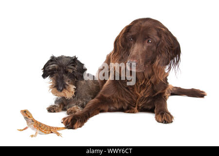 zwei Hunde und eine Eidechse vor einem weißen Hintergrund Stockfoto