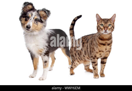 Hund und Katze vor einem weißen Hintergrund Stockfoto