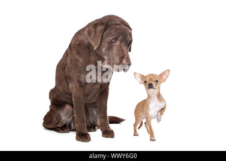 Labrador und Chihuahua vor einem weißen Hintergrund Stockfoto