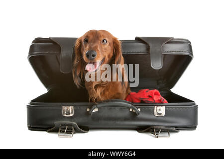 Einen herrlichen Blick auf einen kleinen, frechen Dackel Hund spielerisch, Peering aus in einem schwarzen Koffer. Stockfoto