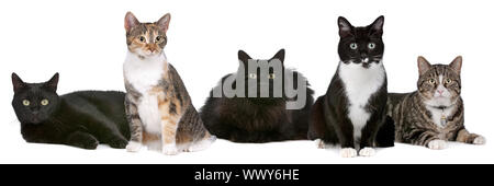 Gruppe von Katzen vor einem weißen Hintergrund Stockfoto