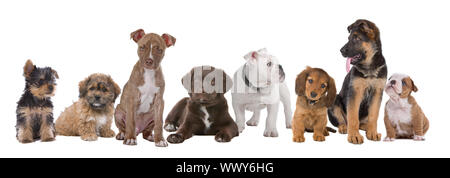 Große Gruppe von Welpen auf einem weißen Hintergrund. Von links nach rechts, Yorkshire Terrier Mischling boomer, Pitbull Terrier, chocolate Labrador, Französische bulld Stockfoto