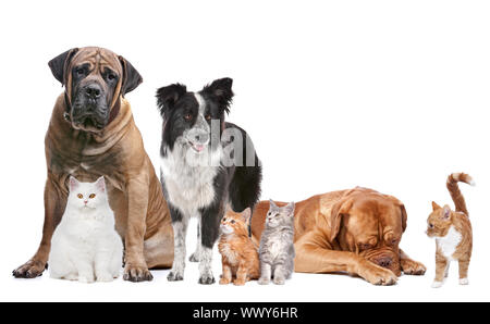 Gruppe von Katzen und Hunden vor einem weißen Hintergrund Stockfoto