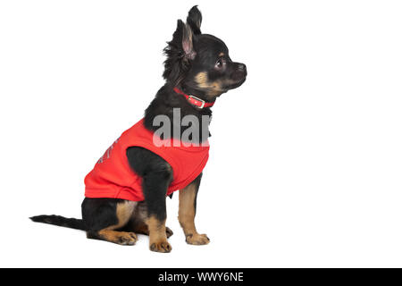 Chihuahua mit rotem Hemd vor einem weißen Hintergrund Stockfoto