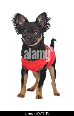 Chihuahua mit rotem Hemd vor einem weißen Hintergrund Stockfoto