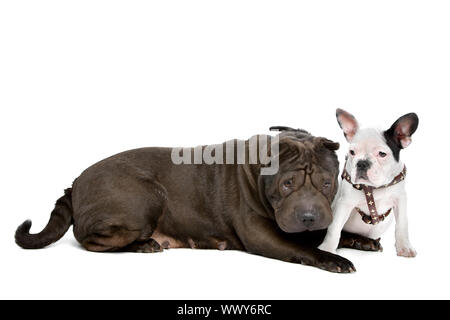 Shar-Pei und eine französische Bulldogge Welpen vor einem weißen Hintergrund Stockfoto