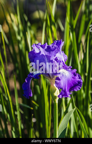 Blume der Iris im Garten in das Licht der untergehenden Sonne Stockfoto