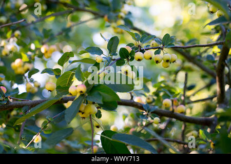 Dekorative Äpfel im Herbst, ornamentalen Äpfel, Deutschland, Europa Stockfoto