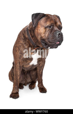 gestromte Bullmastiff vor einem weißen Hintergrund Stockfoto