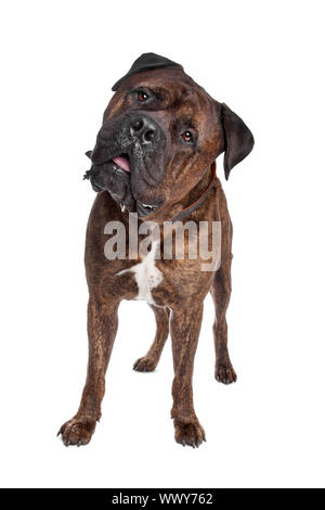 gestromte Bullmastiff vor einem weißen Hintergrund Stockfoto