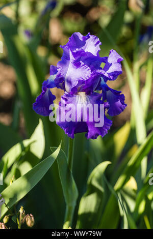 Blume der Iris im Garten in das Licht der untergehenden Sonne Stockfoto