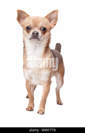 kurzen Haaren Chihuahua vor einem weißen Hintergrund Stockfoto