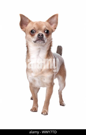 kurzen Haaren Chihuahua vor einem weißen Hintergrund Stockfoto