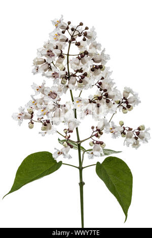 Die Blütezeit der Bäume Catalpa, lat. Catalpa speciosa, auf weißem Hintergrund Stockfoto