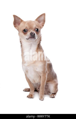 kurzen Haaren Chihuahua vor einem weißen Hintergrund Stockfoto