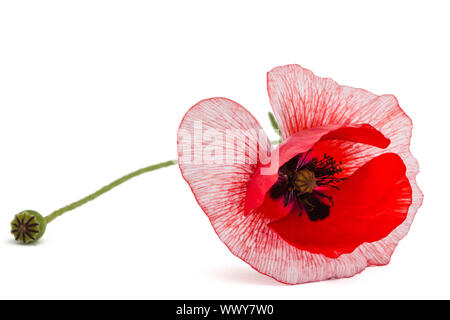 Die Blume eines Mohn mit ungewöhnlicher Färbung der petalsisolated auf weißem Hintergrund Stockfoto