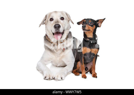 Zwergpinscher und ein Mischling Labrador vor weiß Stockfoto