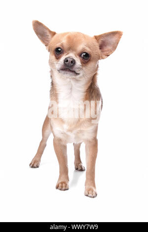 kurzen Haaren Chihuahua vor einem weißen Hintergrund Stockfoto