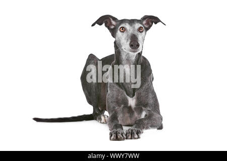 Alten Windhund vor einem weißen Hintergrund Stockfoto