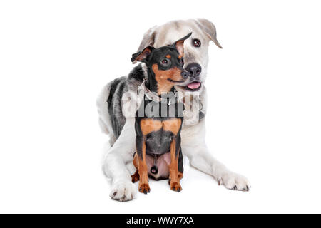 Zwergpinscher und ein Mischling Labrador vor weiß Stockfoto