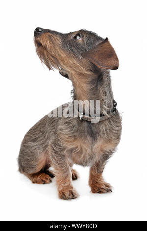 Rauhaar Dackel (Kaninchen Teckel) vor weiß Stockfoto