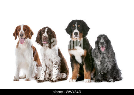 zwei Springer Spaniel, ein Berner Sennenhund Welpe und ein Cocker spaniel Stockfoto