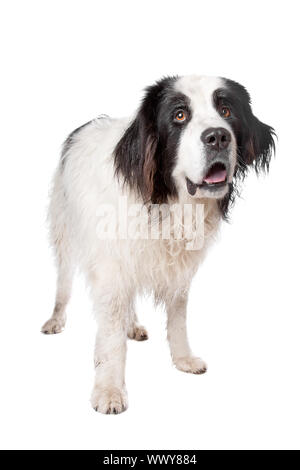 Landseer Hund vor einem weißen Hintergrund Stockfoto